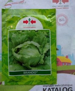 Benih Salada Crop Head Lettuce BRANDO 20 gram